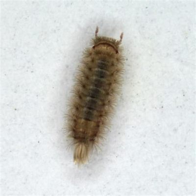  Bristle Millipede: A Creature That Crawls Slowly But Lives a Surprisingly Exciting Life!