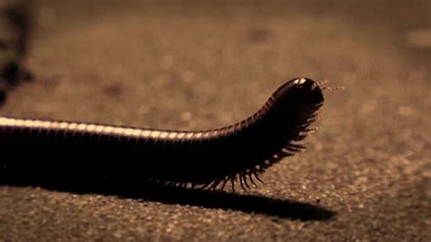  Digging Deep: Unveiling the Mysteries of the Dancing Millipede!