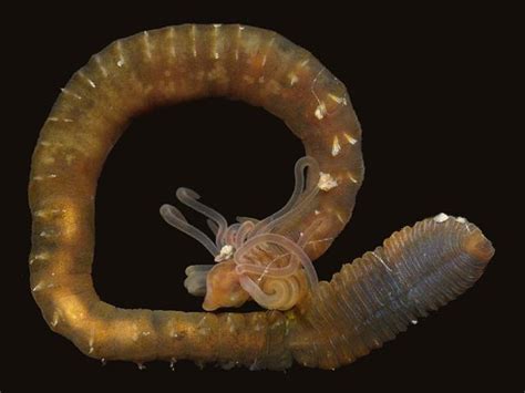  Dodecaceria! A Striking Example of Segmented Worms With An Appetite for Mystery