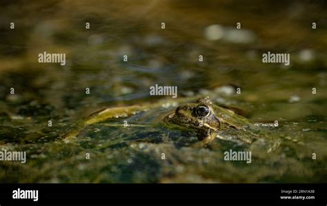  Ếch Cóc!  An Amphibian Master of Disguise Living on Land and Water?