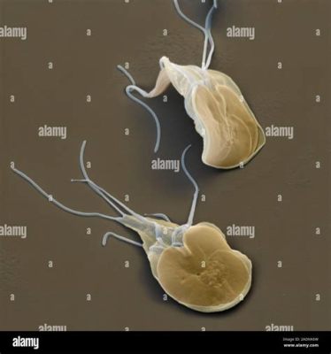  Giardia Lamblia: Ký sinh trùng đơn bào có khả năng gây ra các vấn đề về tiêu hóa nghiêm trọng!