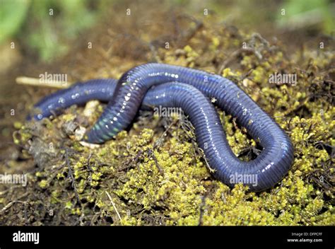  Lumbricus terrestris -  A Tiny Earthworm Who Knows How To Party Underground!