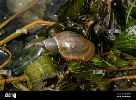  Lymnaea Stagnalis: Những con ốc sên nước ngọt với vẻ ngoài như ngọc trai và bí mật ẩn sau lớp vỏ!