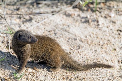  Mongoose!  A Fearless Carnivore That Hunts Like Lightning and Swims with Unexpected Grace