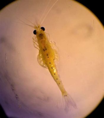  Mysis Shrimp:  Can These Tiny Translucent Treasures Survive In A Freshwater Aquarium?