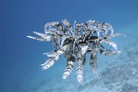 Queensland Feather Star: A Mesmerizing Incarnation of Marine Lacework Hiding Within Deep-Sea Caves!