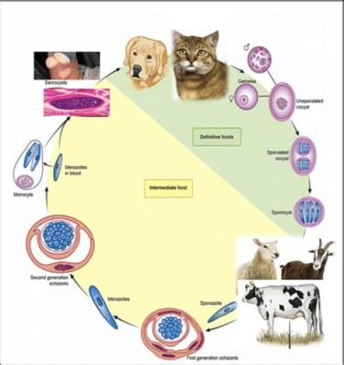  Sarcocystis!  A Parasite With A Dramatic Life Cycle That Will Leave You In Awe (And Maybe A Little Grossed Out)