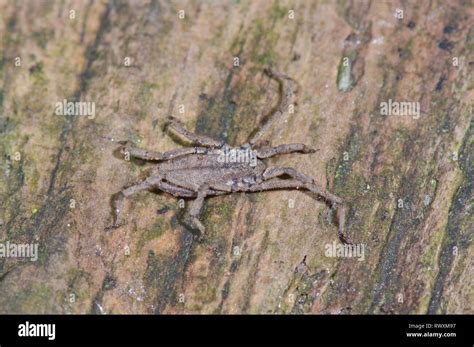  Trogulus! A Tiny Arachnid Champion of the Underground World