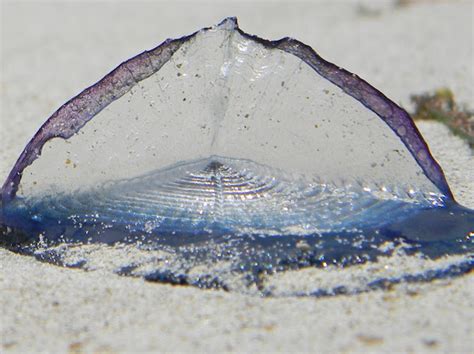  Velella velella: Những con Chiếc thuyền lướt sóng đầy bí ẩn!