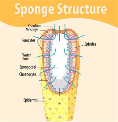  Zenopetalum! Một loài bọt biển với bộ khung xương đầy bí ẩn!